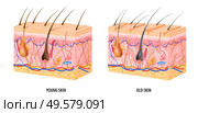 Anatomical structure of young and old skin realistic isolated vector illustration. Стоковая иллюстрация, агентство Ingram Publishing / Фотобанк Лори