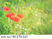Summer red poppy meadow with green grass, retro toned. Summer poppy filed. Стоковое фото, агентство Ingram Publishing / Фотобанк Лори