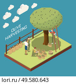 Olive production isometric composition with garden section and tree with people gathering harvest into cloth sacks vector illustration. Стоковая иллюстрация, агентство Ingram Publishing / Фотобанк Лори