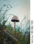 Close up vertical shot of a single poisonous mushroom growing through the wild vegetation. Moody autumnal background, nature freshness with fungi species on the meadow among green grass. Стоковое фото, агентство Ingram Publishing / Фотобанк Лори