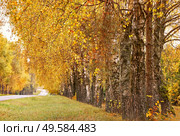 Asphalt road in autumn lane with birch trees. Beautiful nature landscape. Fall season. Rows of trees lining long empty path. Park alley in Belarus. Стоковое фото, агентство Ingram Publishing / Фотобанк Лори