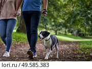 Young couple walking their pet dog along path in the park. Стоковое фото, агентство Ingram Publishing / Фотобанк Лори