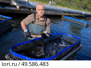 working at a fish farm. Стоковое фото, агентство Ingram Publishing / Фотобанк Лори