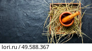 Medicinal use of the herb sweet grass in herbal medicine.Copy space. Hierochloe in herbal medicine. Стоковое фото, агентство Ingram Publishing / Фотобанк Лори