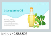Glass bottle with liquid inside and closed with bung. Branch with green leaves and maroochi plant. Space with information about natural oil made from macadamia nuts. Vector illustration in flat style. Macadamia Oil in Vessel, Maroochi Nuts near Bottle. Стоковая иллюстрация, агентство Ingram Publishing / Фотобанк Лори
