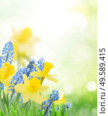 Spring bluebells and daffodils in green garden banner with copy space. Spring bluebells and daffodils. Стоковое фото, агентство Ingram Publishing / Фотобанк Лори