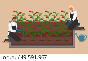 Scientists or farmers grow tomatoes. Woman and man growing and watering crops in a system without soil. Urban garden, farming. Scientists growing plants in city. Hydroponics conception. Flat image. A woman and a man grow and care for tomato bushes. The growing system without soil. Urban gardening. Стоковая иллюстрация, агентство Ingram Publishing / Фотобанк Лори