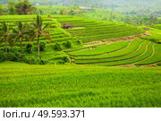 Green rice terraces Jatiluwih close to Ubud, Bali, Indonesia. Green rice fields Jatiluwih on Bali island, Indonesia. Стоковое фото, агентство Ingram Publishing / Фотобанк Лори