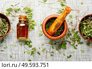 Medicinal,herbal tincture from orthilia secunda.Herbal medicine.Healing herbs. Orthilia in herbal medicine.Homeopathy and herbal medicine. Стоковое фото, агентство Ingram Publishing / Фотобанк Лори