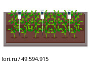 Control the smart farm and agriculture. Growing vegetables in laboratory, using soil analyzer. Cultivation of green sprouts. New technologies. Modern approach in urban agriculture. Hydroponics system. Growing vegetables, using solar energy. Box with green sprouts and soil analyzer. Urban agricultural. Стоковая иллюстрация, агентство Ingram Publishing / Фотобанк Лори