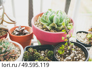Little garden of mixed succulent plants. Стоковое фото, агентство Ingram Publishing / Фотобанк Лори