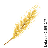 Image of oat or wheat spikelet. Ripened grain. Gold grain. Diet food, oatmeal. Whole stalks, organic vegetarian food packaging element. Useful foods while breastfeeding. Flat vector image on white. Oat or wheat spikelet, wholesome food, oatmeal, products when breastfeeding. Flat vector image. Стоковая иллюстрация, агентство Ingram Publishing / Фотобанк Лори