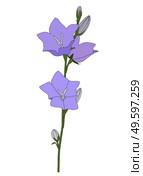 Hand drawn Campanula Flower on white background. Vector Illustration EPS10. Hand drawn Campanula Flower on white background. Vector Illustration. Стоковая иллюстрация, агентство Ingram Publishing / Фотобанк Лори