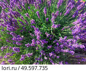 Colored Lavender flowers natural background.. Colored fresh purple Lavender flowers natural background. Стоковое фото, агентство Ingram Publishing / Фотобанк Лори