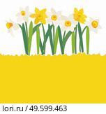 Natural background with daffodil flower and copy space. Vector Illustration. Natural background with daffodil flower and copy space. Vector Illustration EPS10. Стоковая иллюстрация, агентство Ingram Publishing / Фотобанк Лори