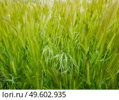 Blooming wild foxtail plants on a picturesque summer meadow. Different greening vegetation sway in the wind. Idyllic rural nature scene, green spring field. Countryside grassland seasonal beauty. Стоковое фото, агентство Ingram Publishing / Фотобанк Лори