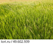 Blooming wild bromus madritensis, foxtail brome plants, on a picturesque summer meadow. Different greening herb sway in the wind. Idyllic rural nature scene, green spring field. Countryside grassland. Стоковое фото, агентство Ingram Publishing / Фотобанк Лори