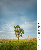 Picturesque summer landscape with a solitary tree in the meadow surrounded by reed and green vegetation. Idyllic rural nature scenery. Countryside seasonal beauty, silence and solitude emotion. Стоковое фото, агентство Ingram Publishing / Фотобанк Лори