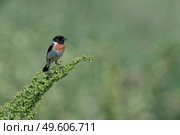 Черноголовый чекан Saxicola rubicola. Стоковое фото, фотограф Владимир Глинский / Фотобанк Лори