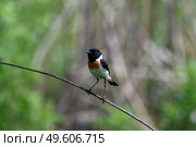Черноголовый чекан Saxicola rubicola. Стоковое фото, фотограф Владимир Глинский / Фотобанк Лори