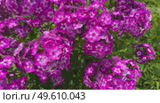 Beautiful pink flowers Phlox drummondii. annual phlox, Drummond phlox. a flowering plant. Flower background. Стоковое видео, видеограф Ирина Старикова / Фотобанк Лори