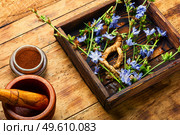 Chicory root and chicory flowers on rustic wooden background.Wild plant in alternative medicine.Cichorium intybus. Chicory in herbal medicine,homeopathic herbs. Стоковое фото, агентство Ingram Publishing / Фотобанк Лори
