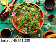 Bottle of healing herbal tincture on wooden table.Milk thistle or Silybum marianum in in herbal medicine. Thistle,wild medicinal plant. Стоковое фото, агентство Ingram Publishing / Фотобанк Лори