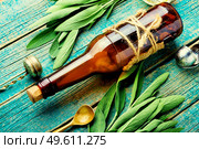 Glass bottle with medicinal tincture of fresh sage. Herbal medicine. Salvia and phytotherapy.. Sage in herbal medicine,herbalism. Стоковое фото, агентство Ingram Publishing / Фотобанк Лори