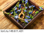 Chicory root and chicory flowers on rustic wooden background.Wild plant in alternative medicine.Cichorium intybus. Chicory root, weed. Стоковое фото, агентство Ingram Publishing / Фотобанк Лори