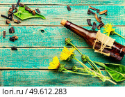 Healing tincture or mixture of elecampane roots. Elecampane in herbal medicine. Wild medicinal herbs. Elecampane root tincture. Стоковое фото, агентство Ingram Publishing / Фотобанк Лори