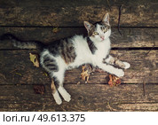 Top-down view of a cat lying on a rustic wooden table surrounded by fallen dry leaves. Autumn season background with kitten on old wood board looking up with marvelous eyes. Стоковое фото, агентство Ingram Publishing / Фотобанк Лори