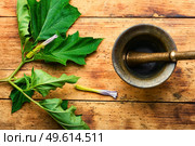 Datura medicinal tincture, datura stramonium plant. Herbal medicine. Datura medicinal tincture,datura leaves. Стоковое фото, агентство Ingram Publishing / Фотобанк Лори