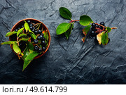 Bunches of fresh chokeberry. Herbal medicine and homeopathy. Chokeberry berries in herbal medicine. Стоковое фото, агентство Ingram Publishing / Фотобанк Лори
