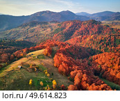 Beautiful mountain autumn landscape with meadow and colorful forest. Red, Yellow, Orange trees on hillsides. National Natural Park Synevyr, Carpathians, Ukraine, Europe. Стоковое фото, агентство Ingram Publishing / Фотобанк Лори
