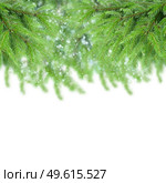 evergreen fir tree border isolated on white background. fir tree border. Стоковое фото, агентство Ingram Publishing / Фотобанк Лори