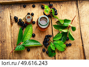 Bunches of fresh chokeberry. Healthy drink. Herbal medicine and homeopathy. Chokeberry in herbal medicine. Стоковое фото, агентство Ingram Publishing / Фотобанк Лори
