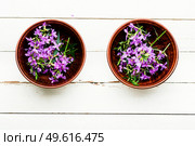 Ivan tea in a bowl.Blooming willow herb in herbal medicine.Medicative blooming sally. Willow-herb or blooming sally. Стоковое фото, агентство Ingram Publishing / Фотобанк Лори