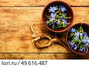 Chicory root and chicory flowers on rustic wooden background.Wild plant in alternative medicine.Cichorium intybus. Chicory in herbal medicine,homeopathic herbs. Стоковое фото, агентство Ingram Publishing / Фотобанк Лори