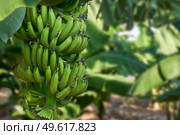 Bunch of Unripe green bananas growing on tree on a plantation in Cyprus. Стоковое фото, агентство Ingram Publishing / Фотобанк Лори