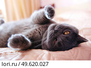 a gray cat of British or Scottish breed lies on the bed in the light from the window. Стоковое фото, агентство Ingram Publishing / Фотобанк Лори