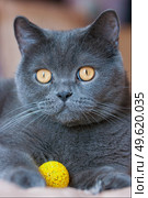a gray cat of British or Scottish breed lies on the bed in the light from the window. Стоковое фото, агентство Ingram Publishing / Фотобанк Лори