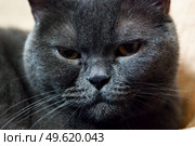 a gray cat of British or Scottish breed lies on the bed in the light from the window. Стоковое фото, агентство Ingram Publishing / Фотобанк Лори