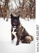Alaskan Malamute dark color in the natural environment walking in the snow. Стоковое фото, агентство Ingram Publishing / Фотобанк Лори