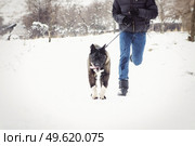 Alaskan Malamute dark color in the natural environment walking in the snow. Стоковое фото, агентство Ingram Publishing / Фотобанк Лори