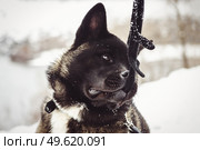Alaskan Malamute dark color in the natural environment walking in the snow. Стоковое фото, агентство Ingram Publishing / Фотобанк Лори