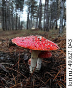 red poisonous mushroom fly agaric in natural environment in pine forest. Стоковое фото, агентство Ingram Publishing / Фотобанк Лори