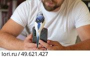 Budgerigar playing with handsome man. Cute Budgie. Funny blue purple parakeet sitting on smartphone. Domestic Animals and gadgets. Pet and phone. Friendship, relationship with Pets. Humor. Technology. Стоковое видео, видеограф Марина Демидюк / Фотобанк Лори