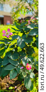 Цветы Розы Сизой "Rosa glauca" Стоковое фото, фотограф Светлана Русских / Фотобанк Лори