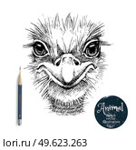 Hand drawn ostrich bird head vector illustration. Sketch isolated ostrich portrait on white background with pencil and label banner. Стоковая иллюстрация, агентство Ingram Publishing / Фотобанк Лори