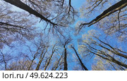 Treetops in a spring forest on a sunny day. Стоковое видео, видеограф Виктор Тихонов / Фотобанк Лори